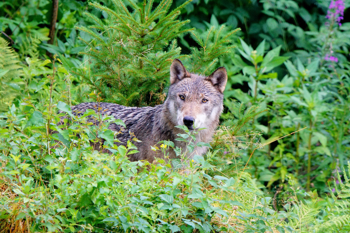 Wolf schaut nach Beute: Das Wölfe gelegentlich Hunde erbeuten, muss Hundehalter generell nicht beunruhigen. Foto: Hartmut Mang