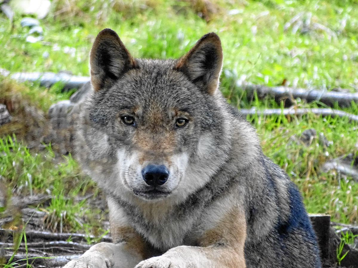 Wolf Ado aus dem Alternativen Wolf- und Bärenpark Schwarzwald. Foto: Helmut Mang