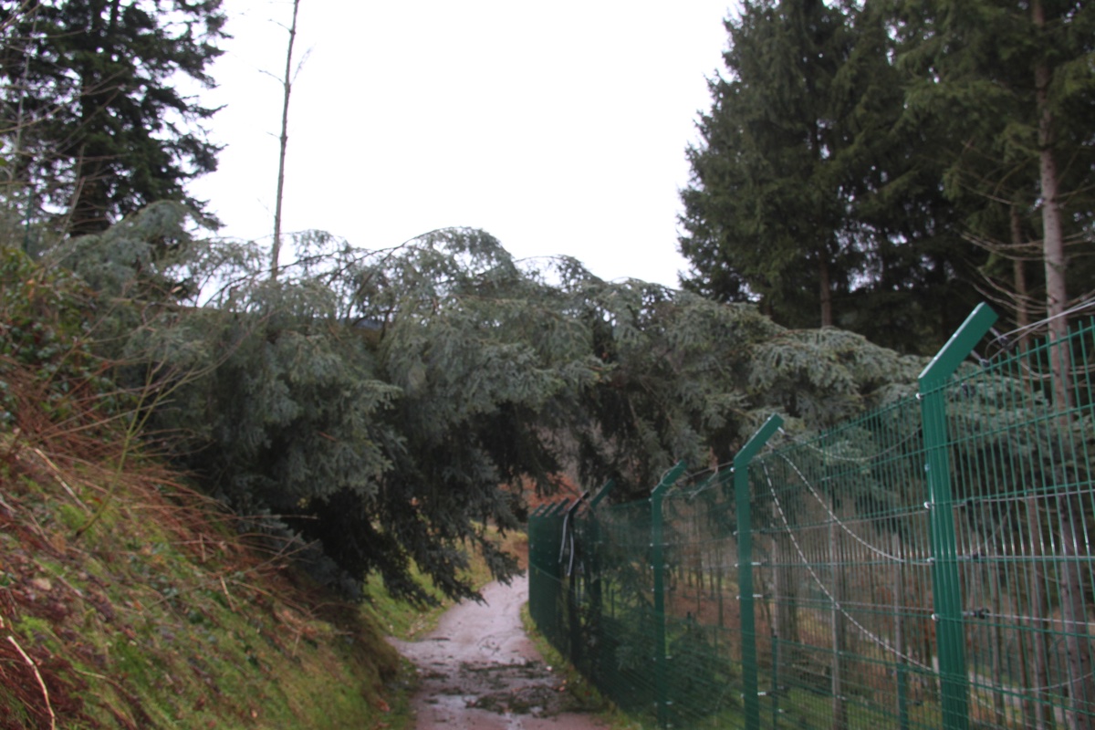 Baumsturz 