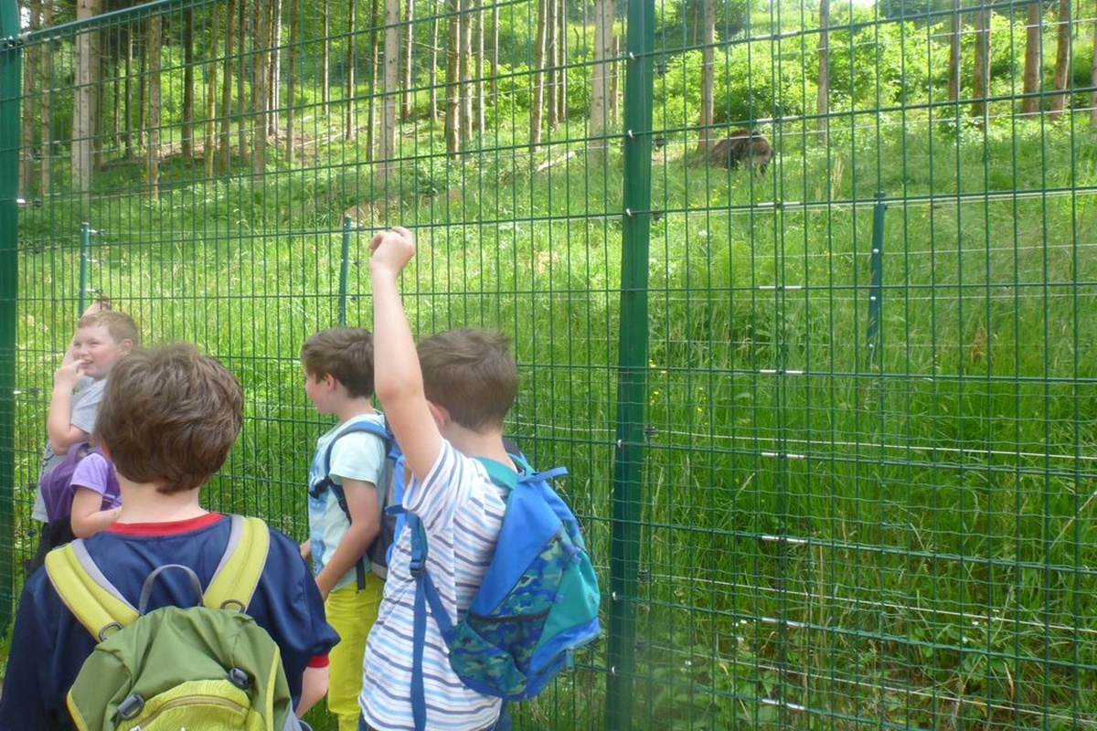 Erstklässler beobachten Bären