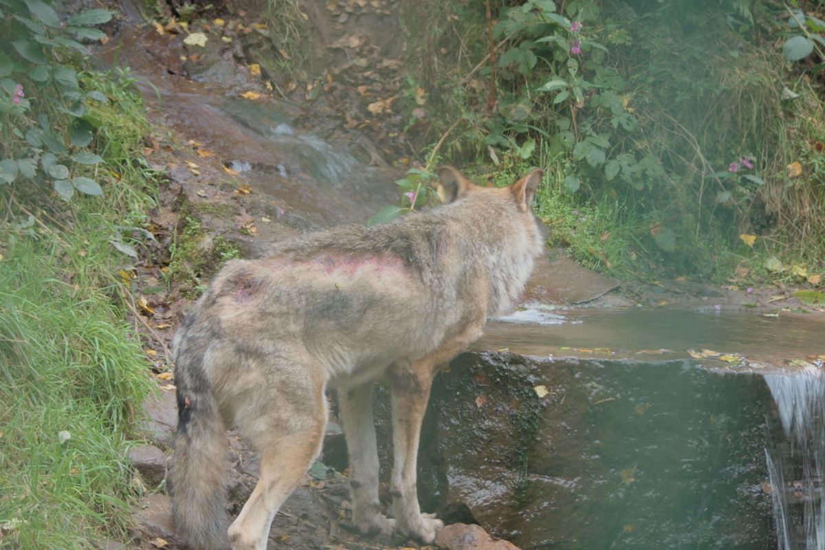 Wolf Ado krank