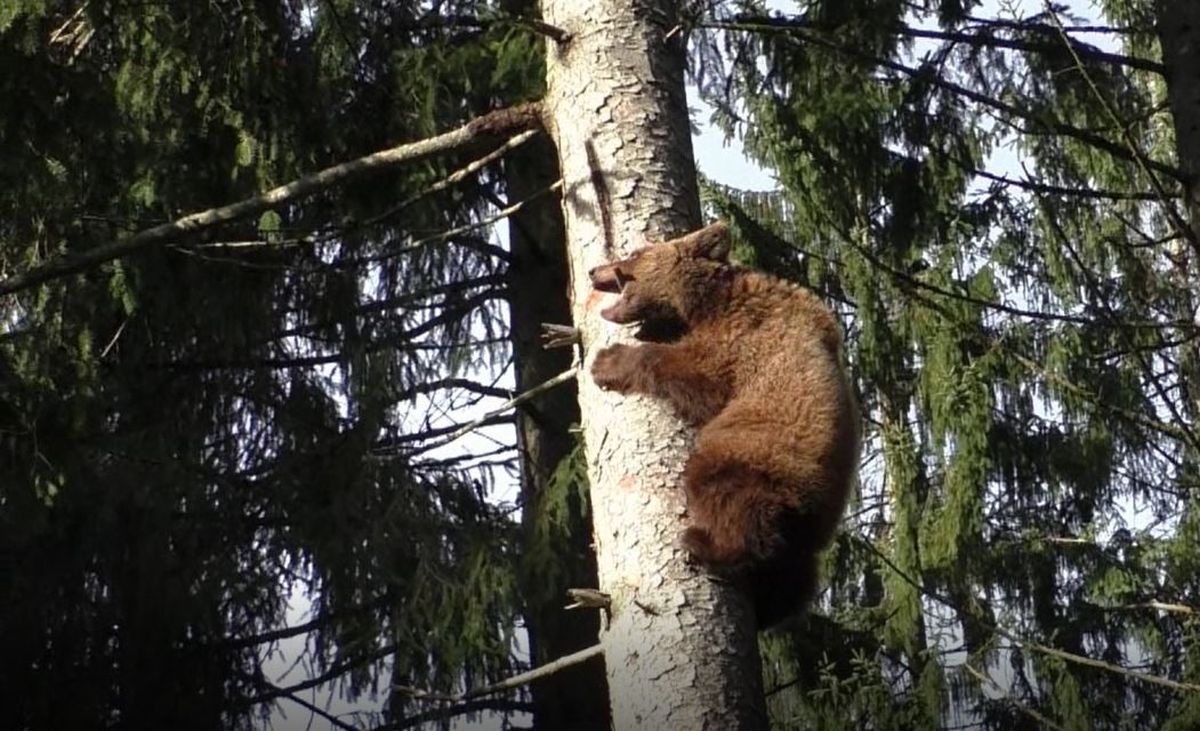 AGONIS auf Baum