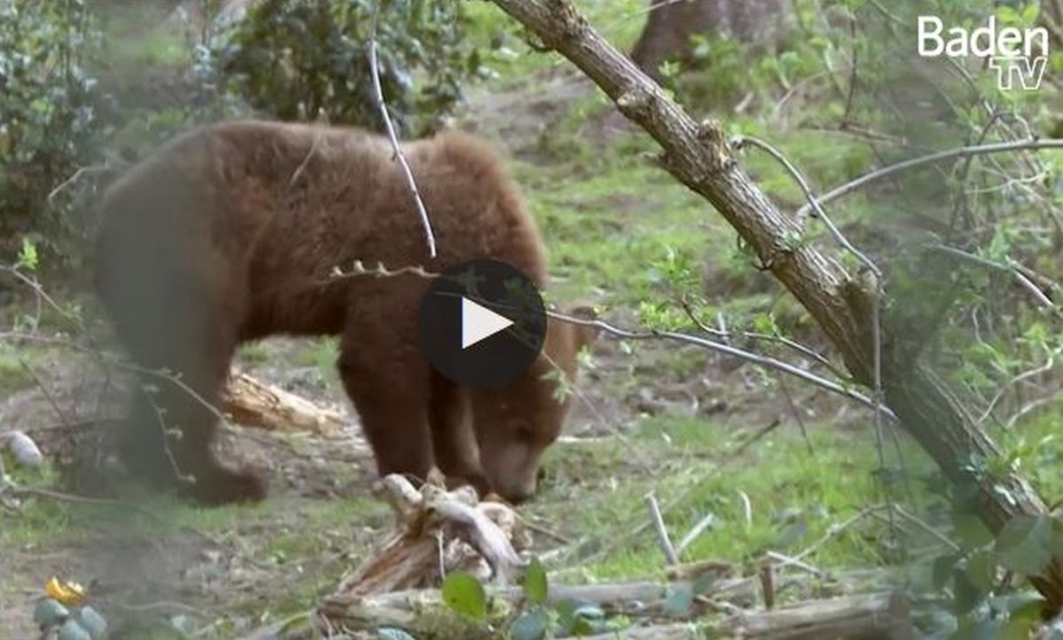 Baden TV filmt im Bärenpark