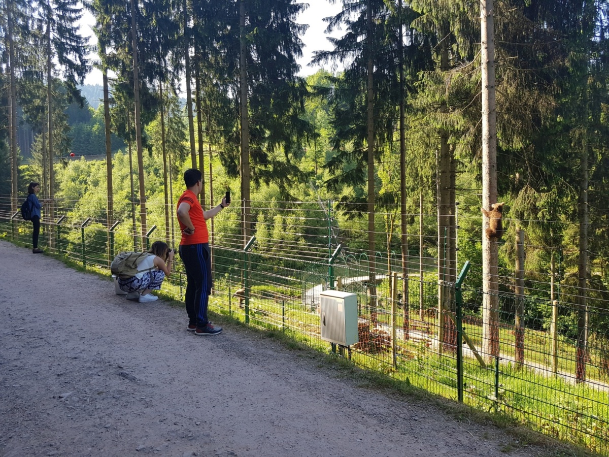 Bears Albania im Schwarzwald