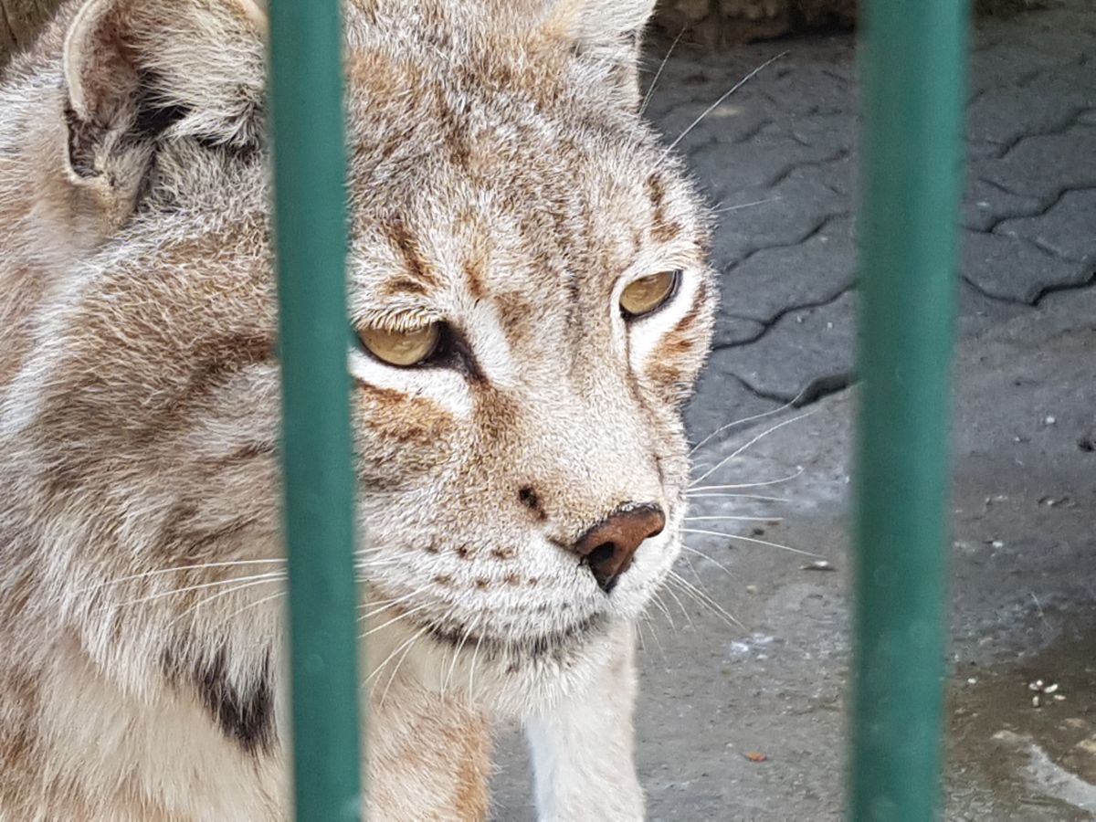 Luchs Charlie und Catrina