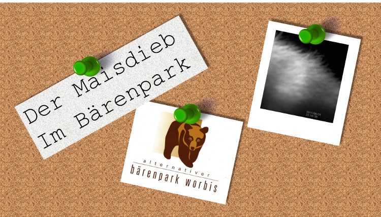 Maisdieb im Bärenpark