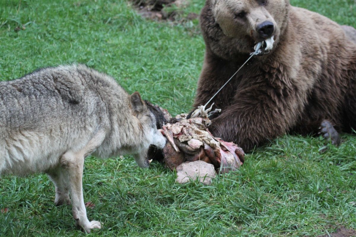 Interaktion Wolf und Bär