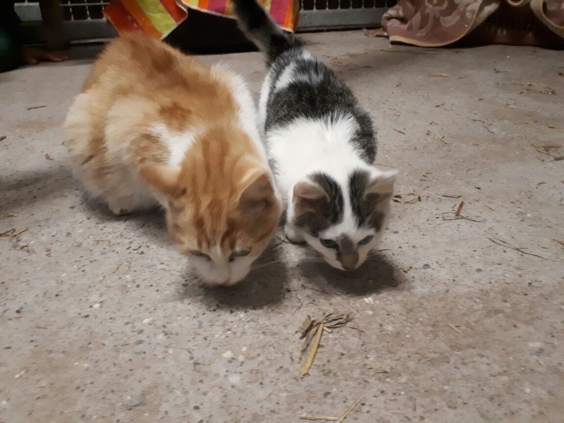 2017-11-06_katzen.jpg