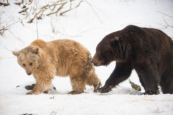 Die Bären Emma und Max im Schnee