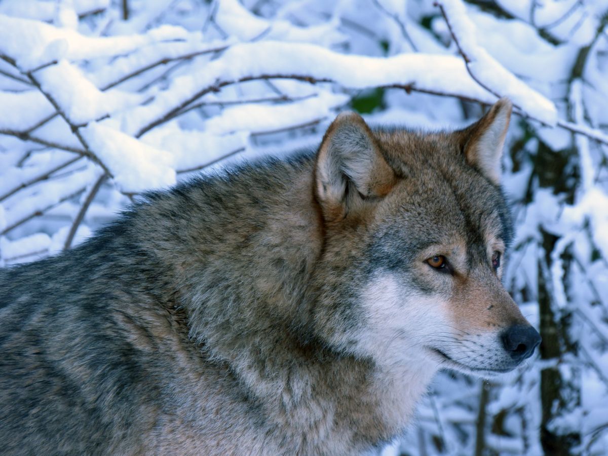 Wolf Schwarzwald