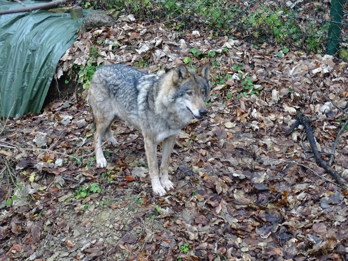 MINA erkundet die Eingewöhnungsanlage