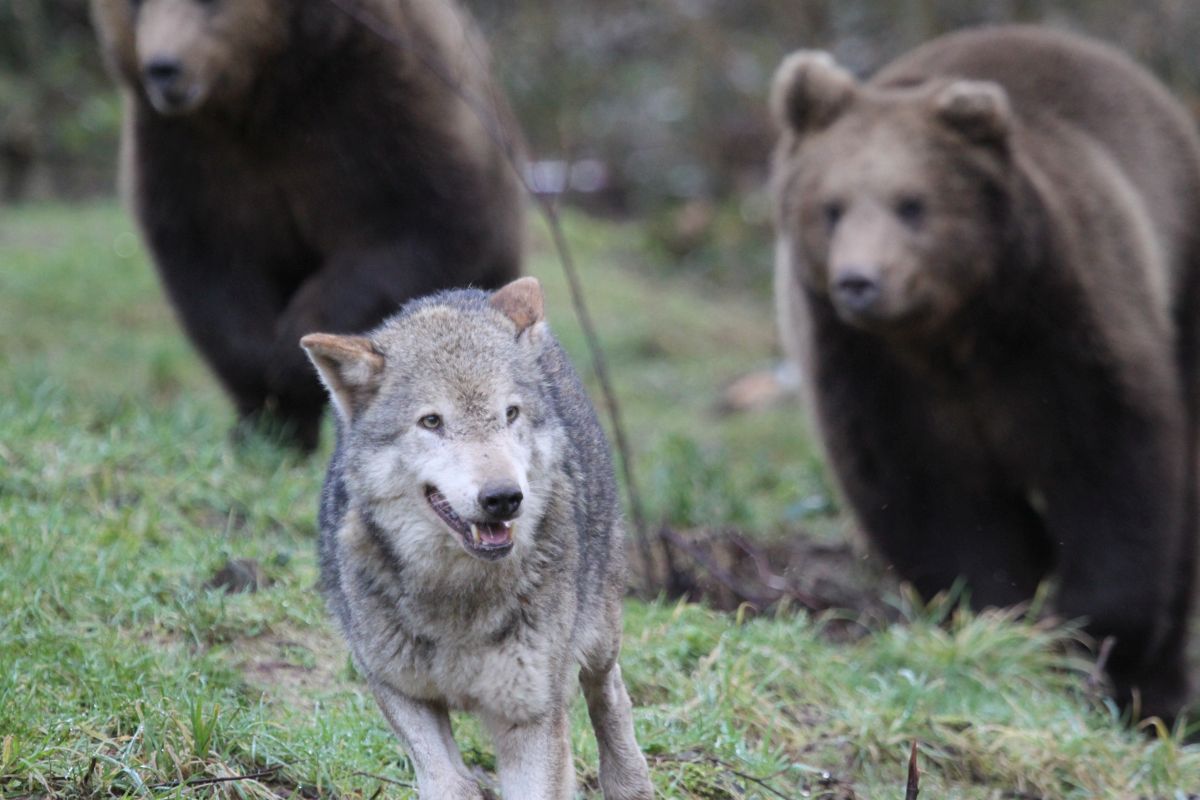 2018-01-24_cora_und_die_musketiere_18.JPG