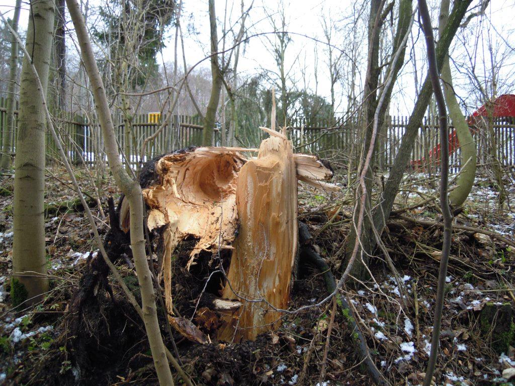 Ein durch den Sturm umgefallener Baum hatte die Telefonleitung zerstört