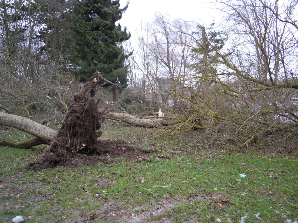 Entwurzelte Bäume waren nach 