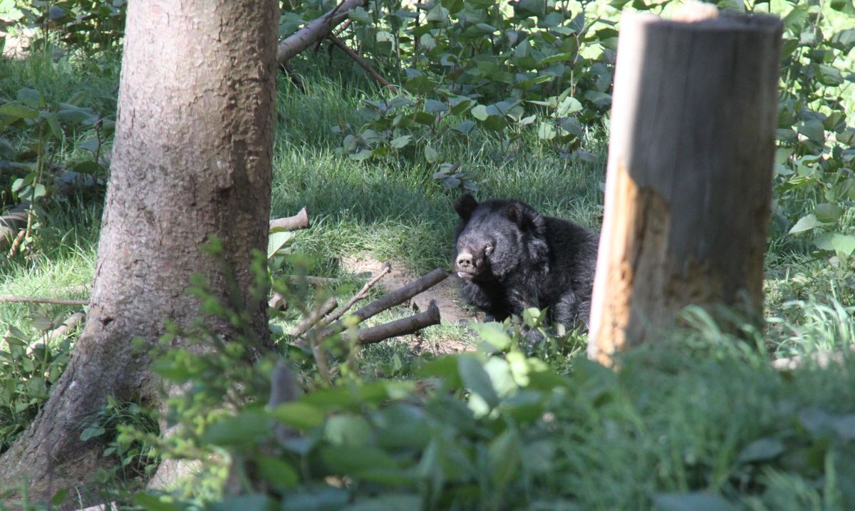 Kragenbär in der Freianlage