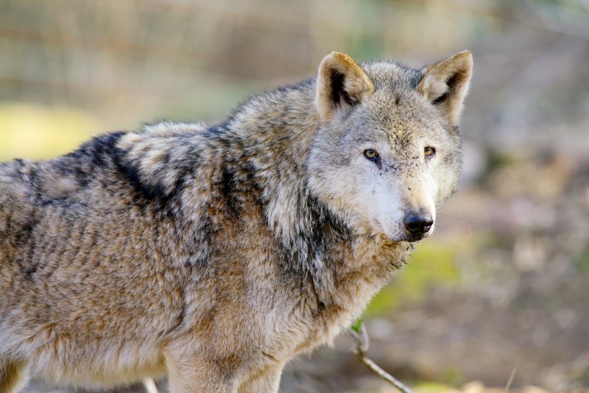 Wolf kehrt heim