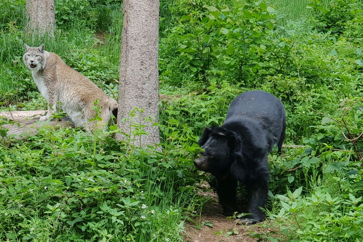 Luchs CHARLY und Kragenbär CHANDAK