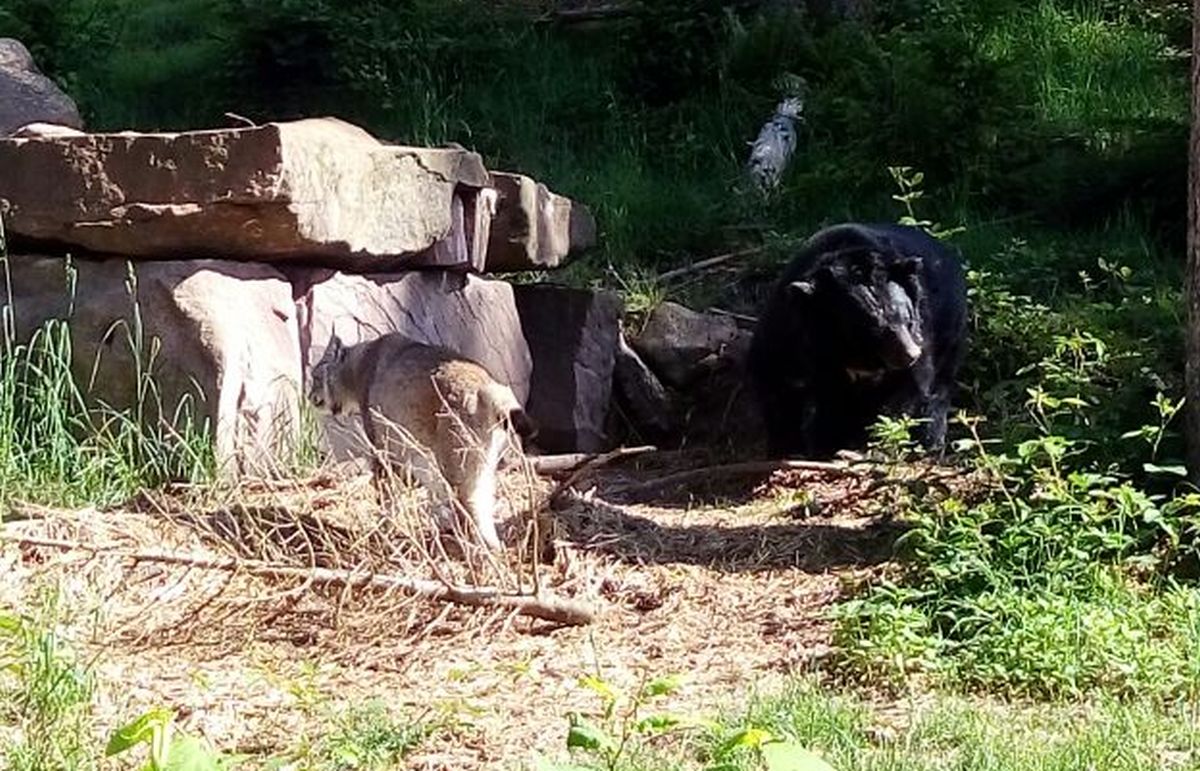 2018 05 24 chandak luchs 2