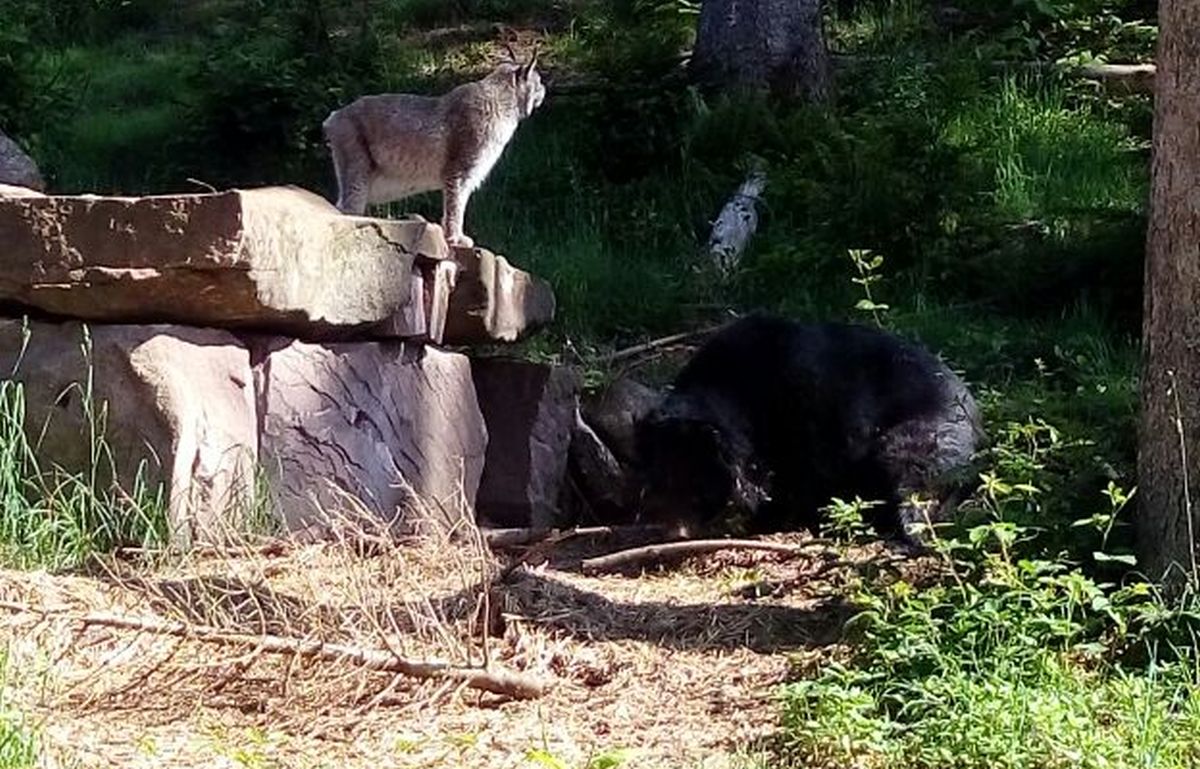 2018 05 24 chandak luchs 3