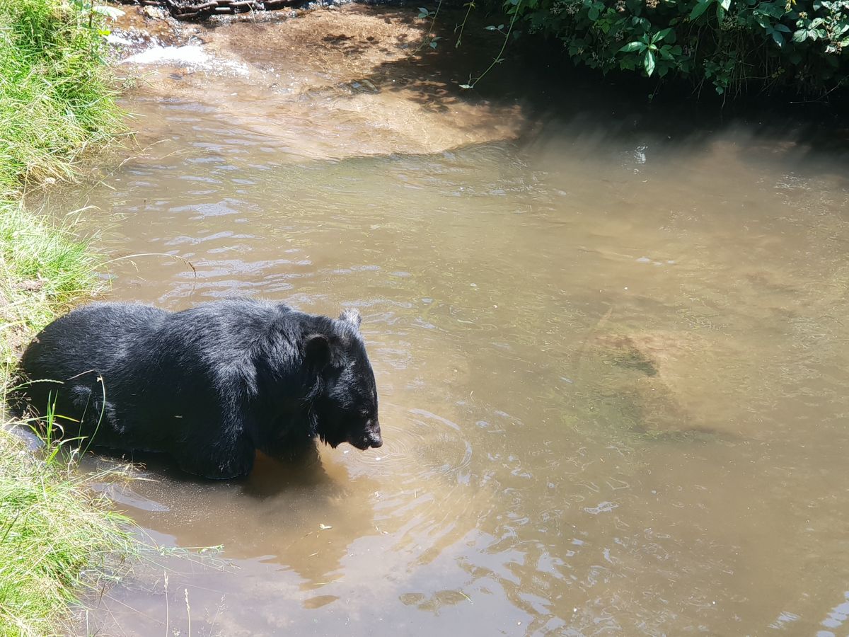 Kragenbär CHANDAK unternimmt sein erstes Bad