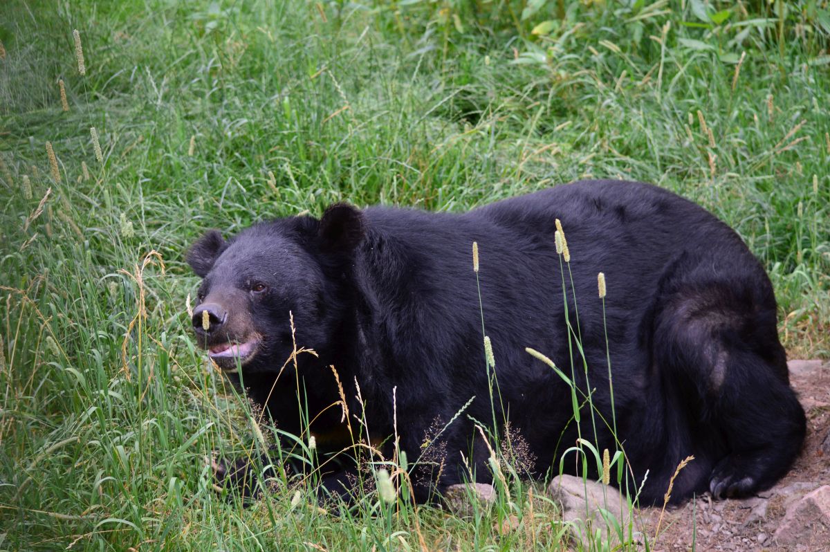 Kragenbär CHANDAK liegt bequem im Gras der Seniorenresidenz