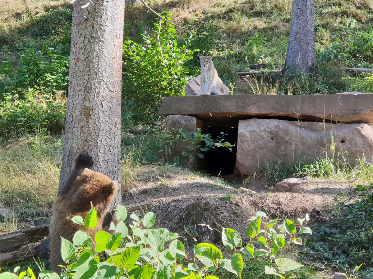 Luchs und Bär
