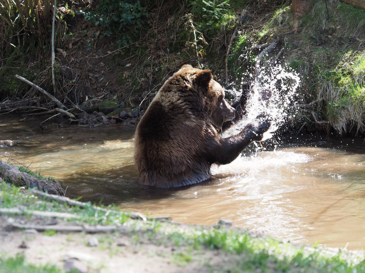 Braunbär POLDI im Wasser