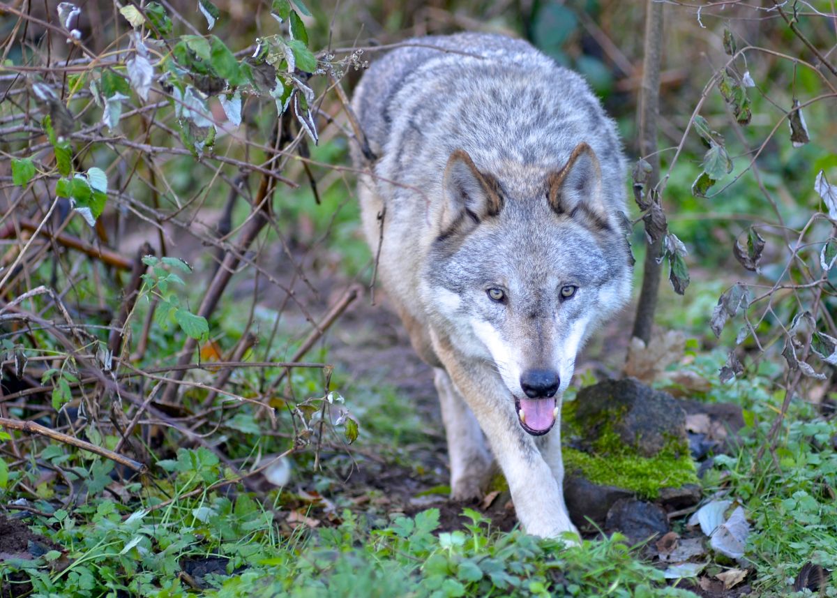 Altwolf ADI