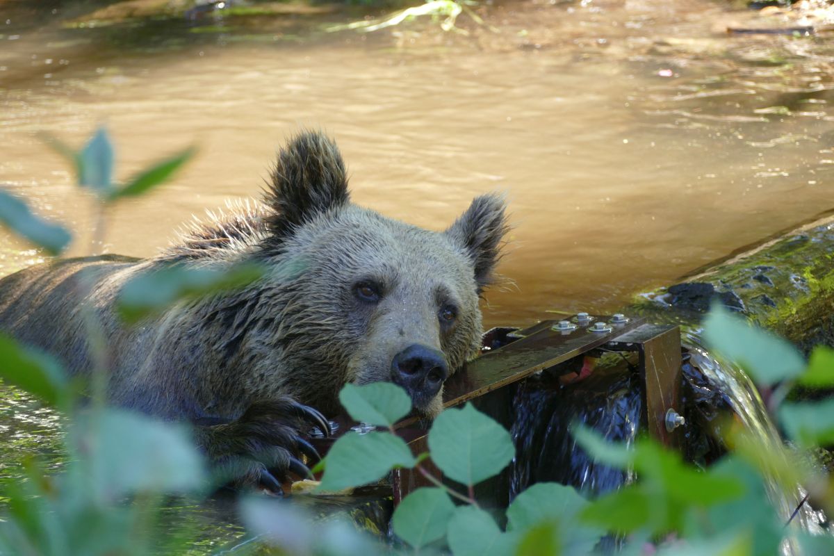 KAJA im Wasser