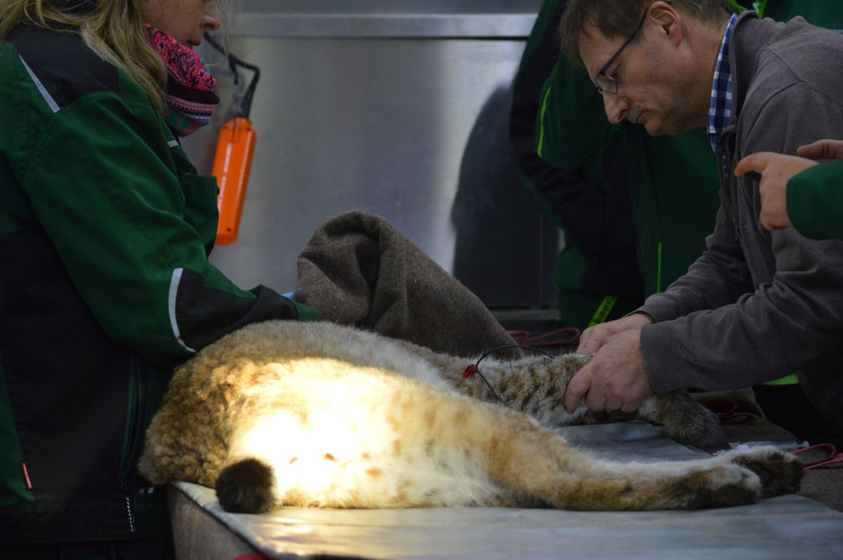 Luchs CHARLIE wird untersucht