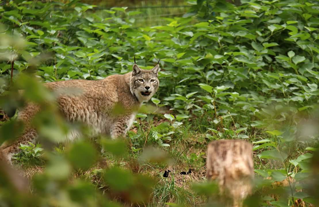 Luchs CHARLIE