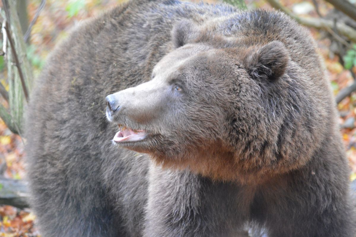 Close Up Braunbär PARDO