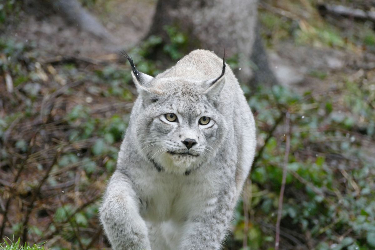 Luchs CHARLIE im Herbst