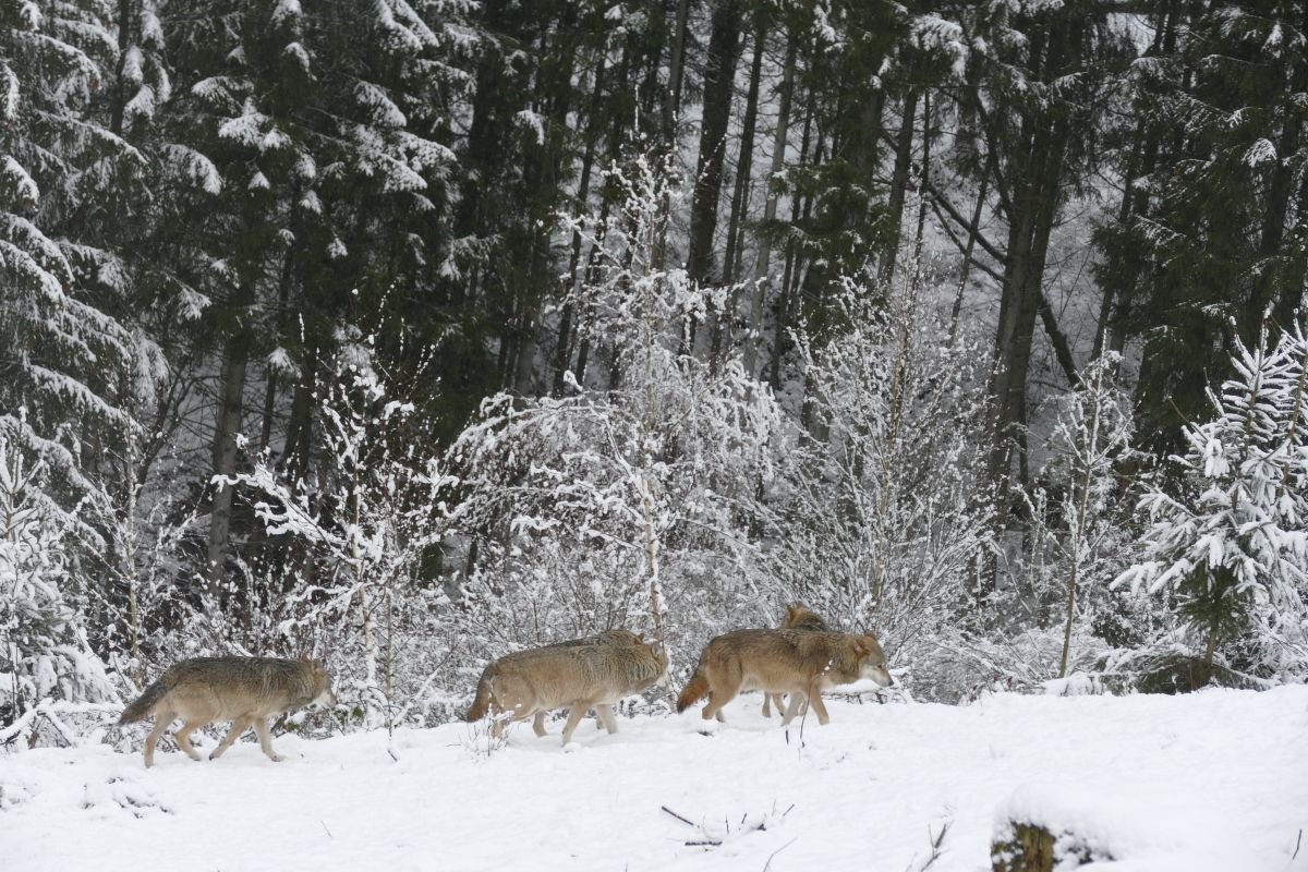 Wölfe im Schnee