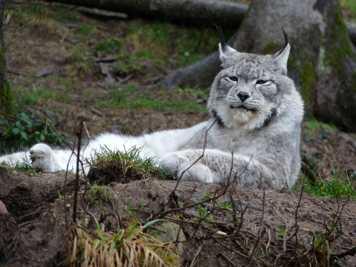 betagter Luchs CHARLIE