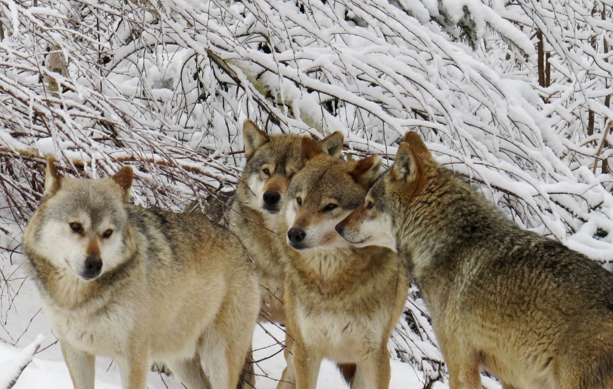 Wölfe im Schnee