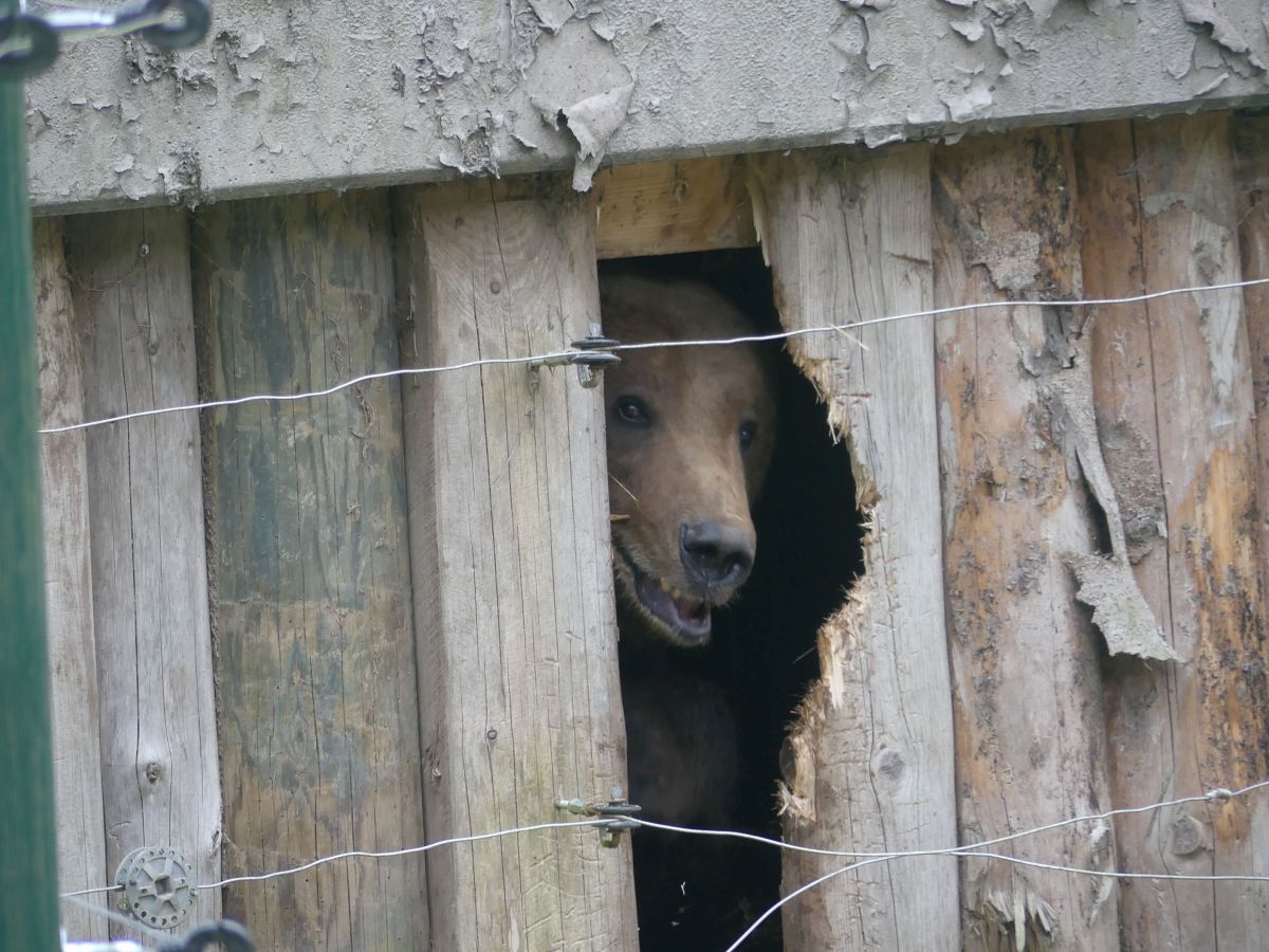 Kapute Höhle mit Bär