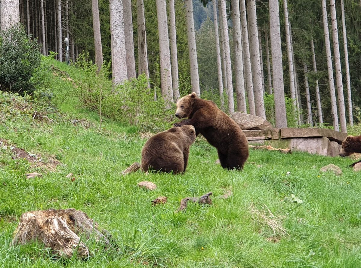 2019 04 29 jungbären zurück 1