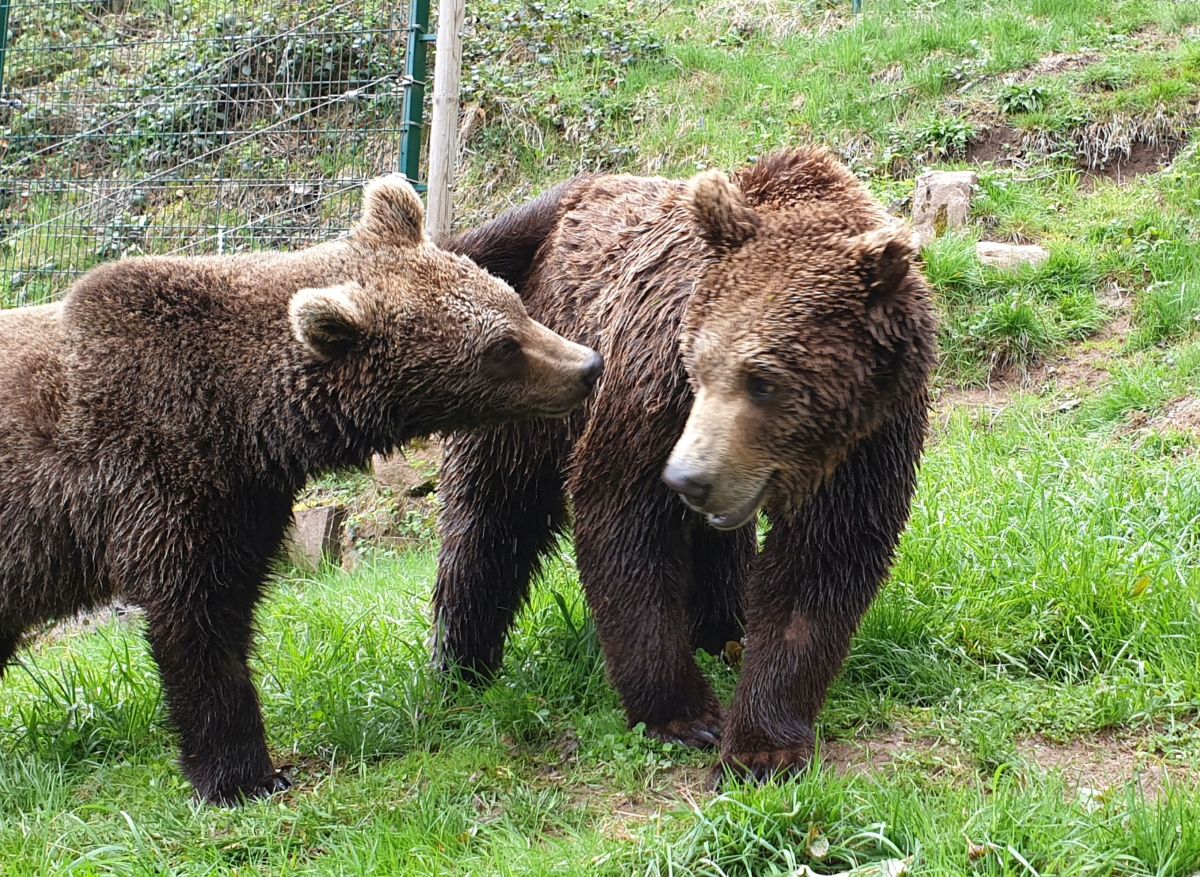 2019 04 29 jungbären zurück 2