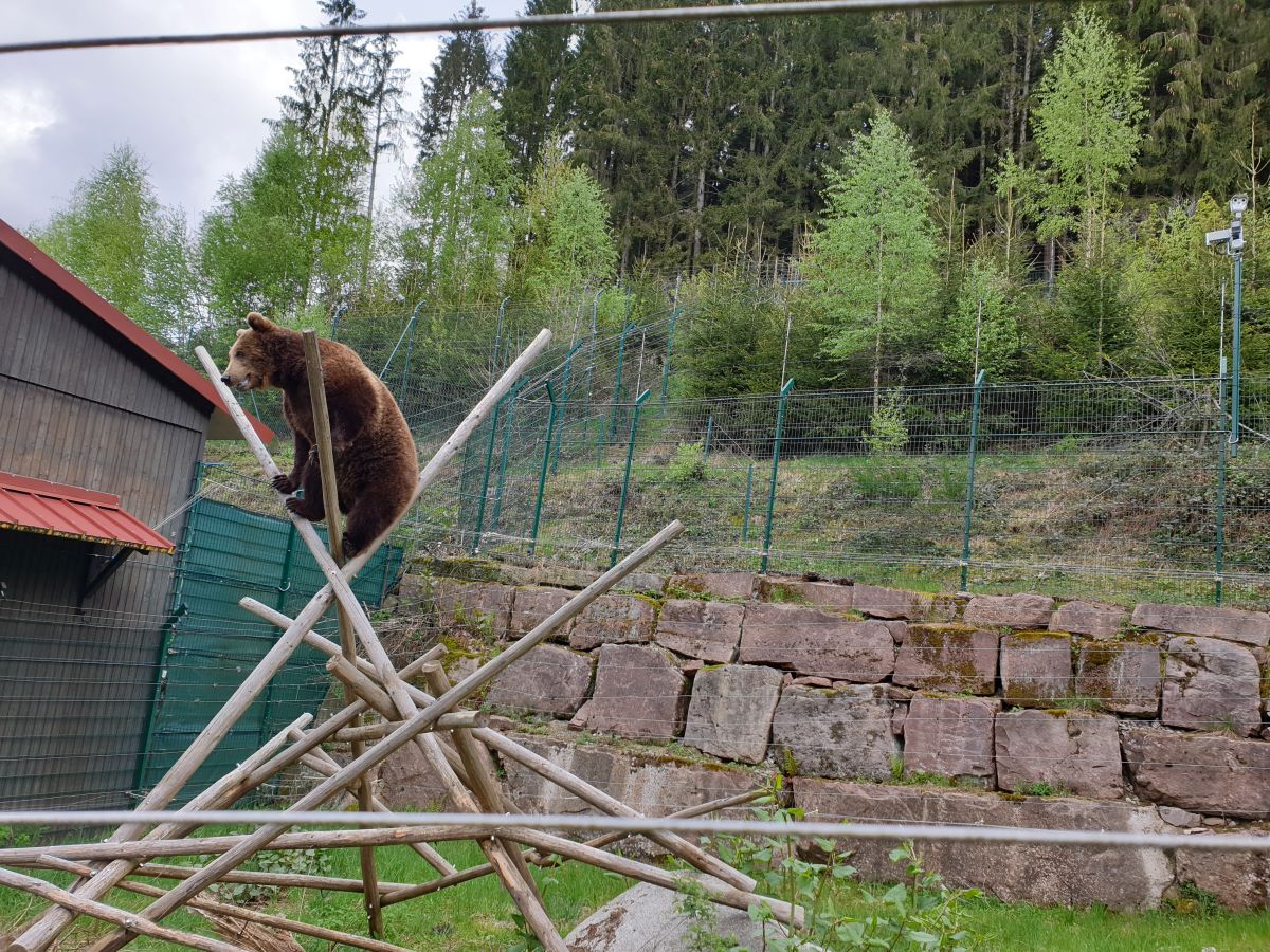 2019 04 29 jungbären zurück 3