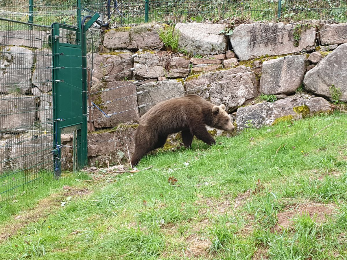 2019 04 29 jungbären zurück 4