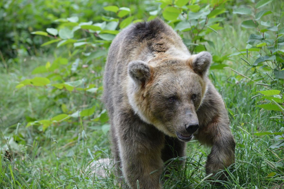 Bär im Gras