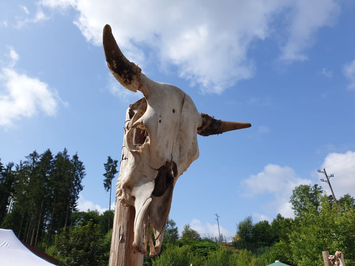Schädel