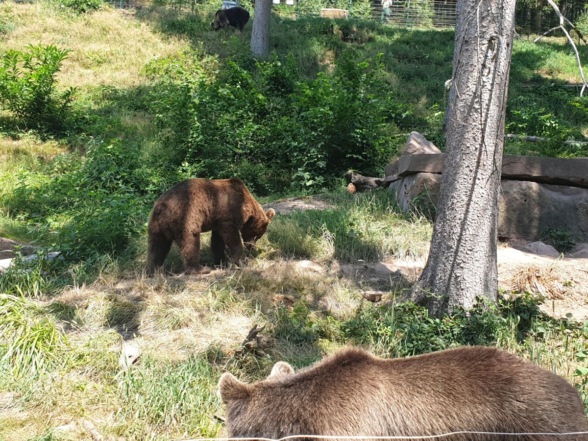 DARIA, AGONIS, ARIAN