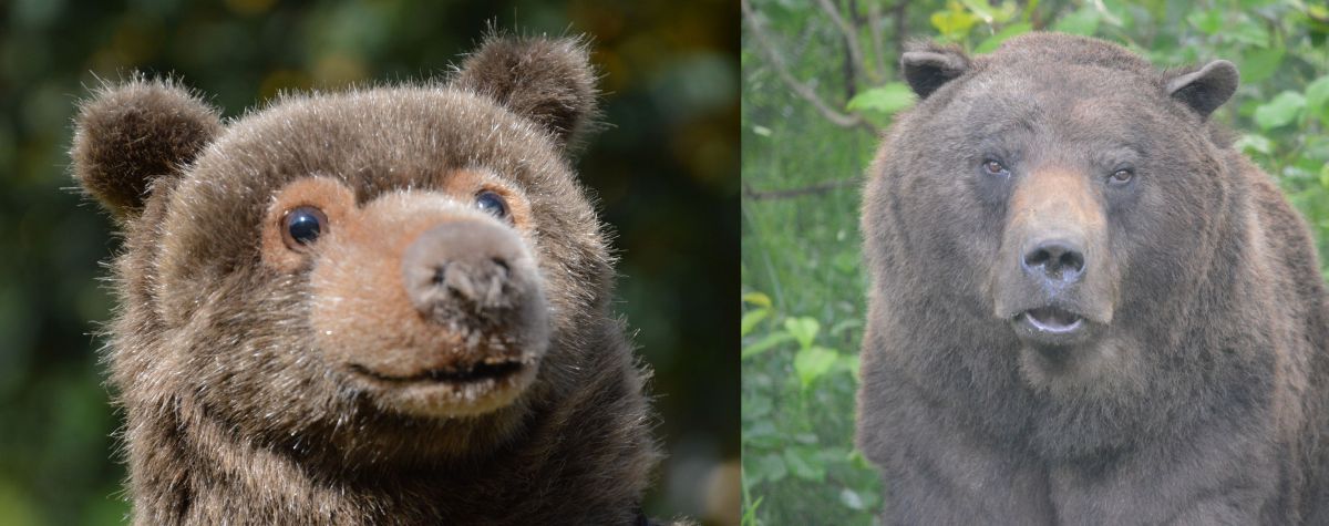 Teddy Max und Max der Bär Teddy Max und Max der Bär