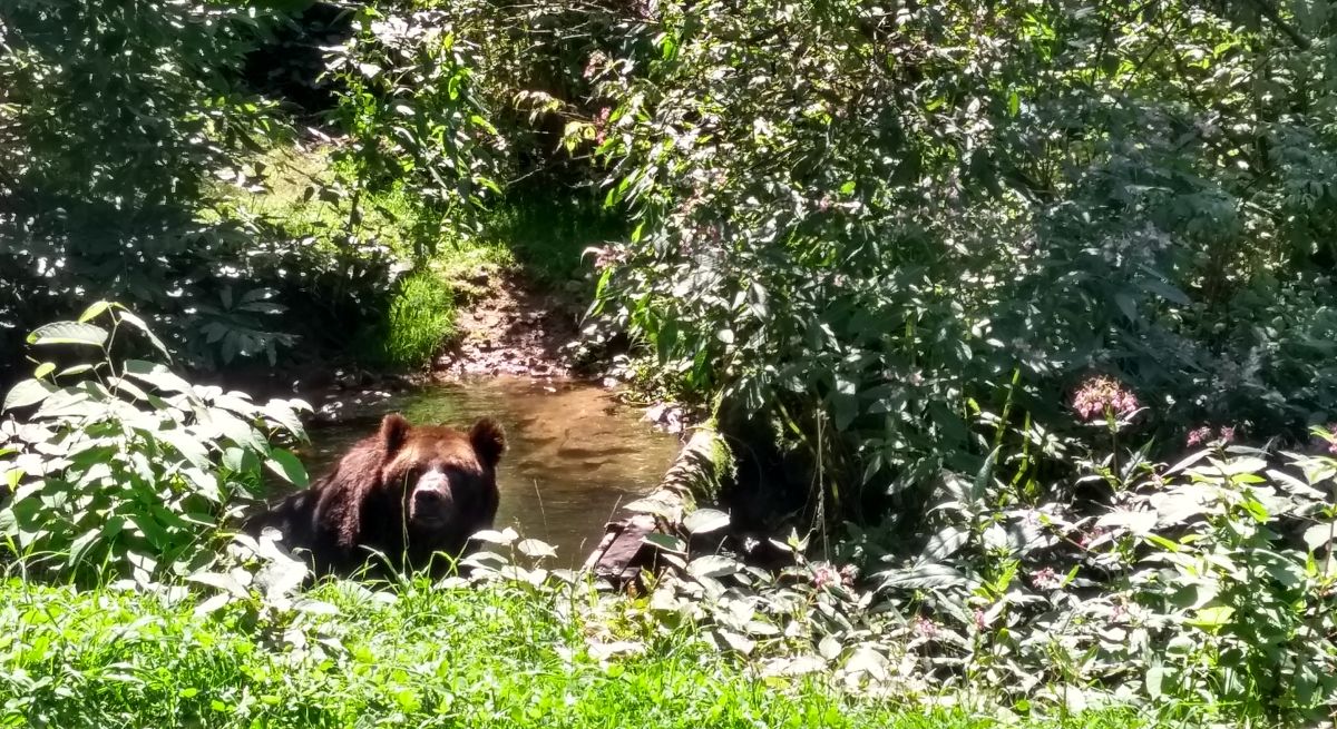 Tiermanagement: BEN zurück in großer Freianlage