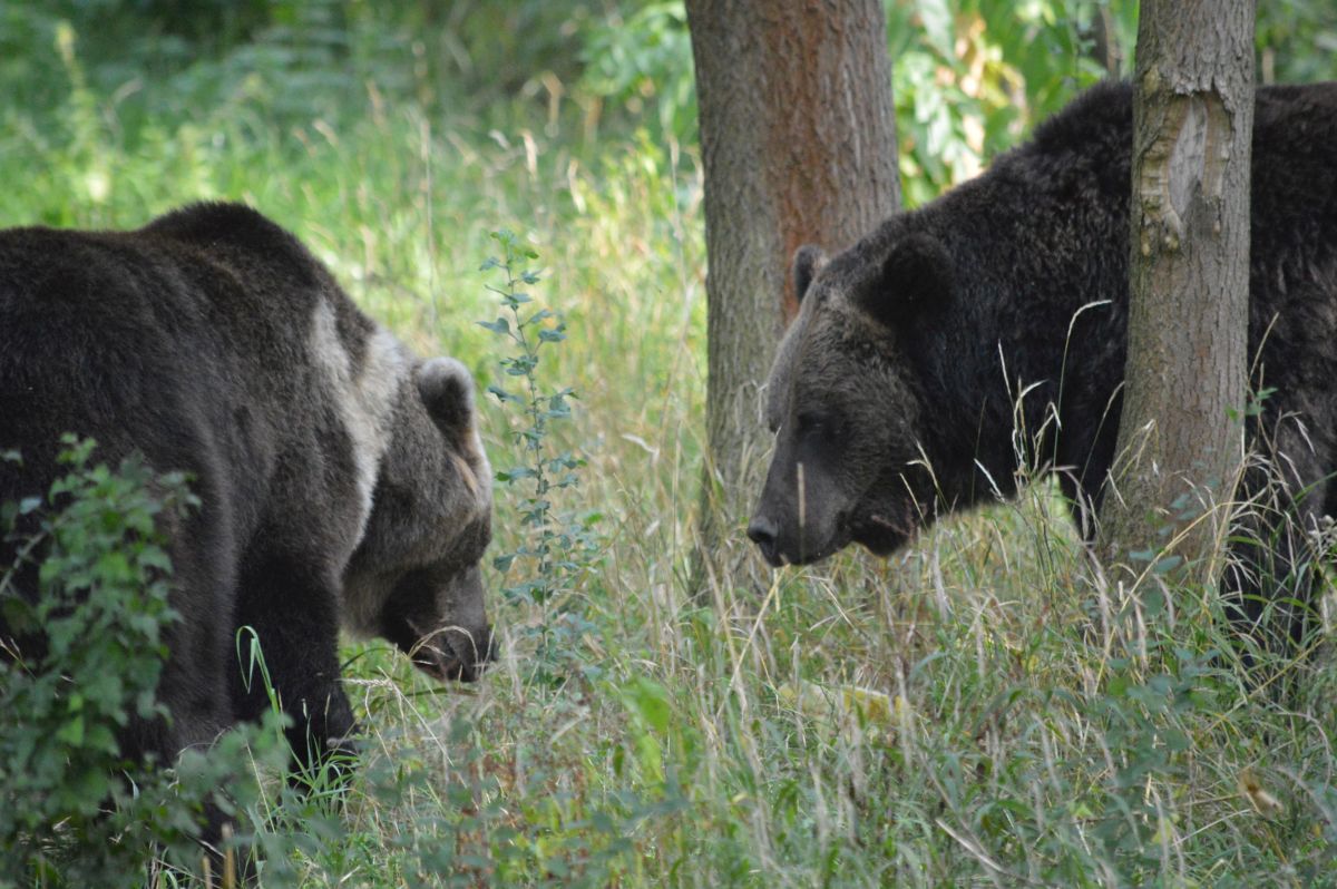 Erster Kontakt: DORO und PEDRO Erster Kontakt: DORO und PEDRO
