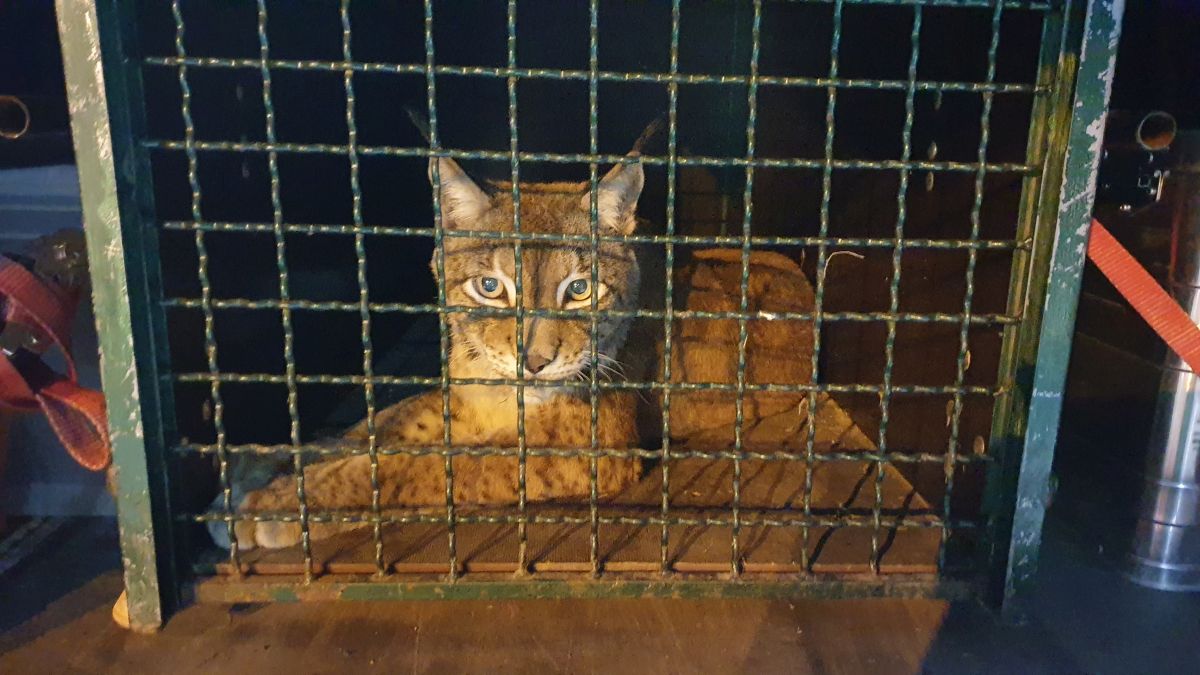 Luchs