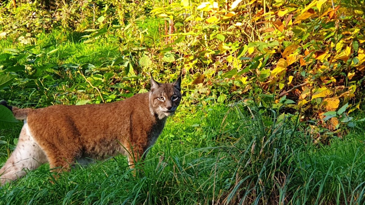 Luchs im Dickicht