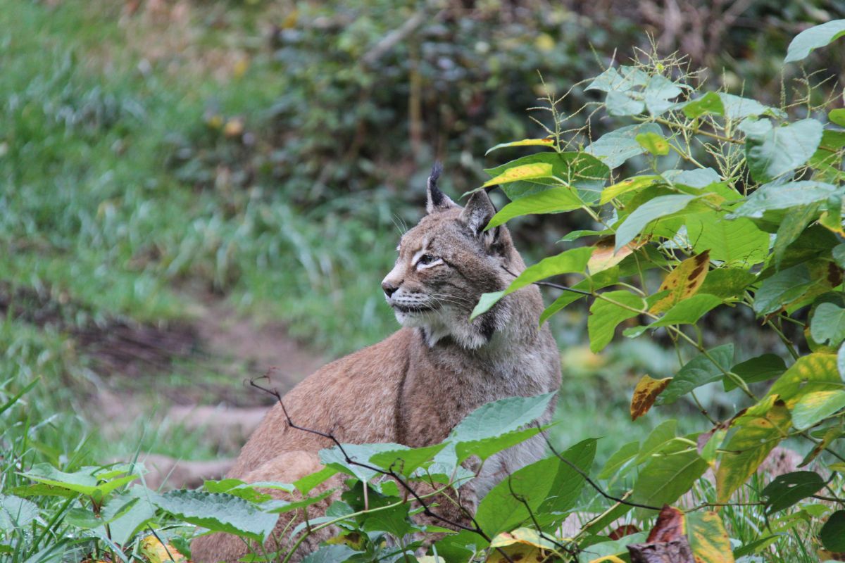 Luchs